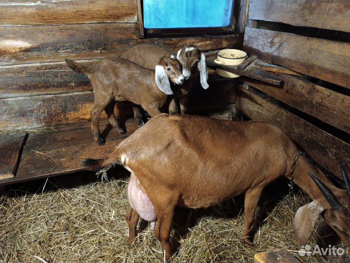 Продам козлят