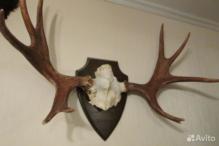 Череп лося с рогами