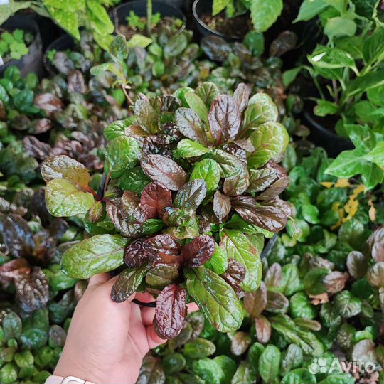 Живучка (Аюга)