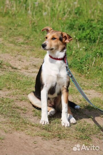 Щенок - подросток