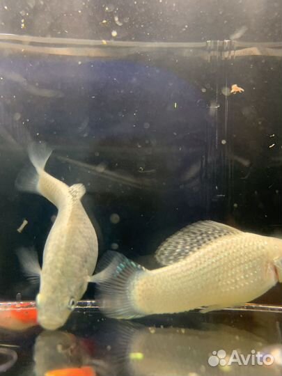 Аквариумные рыбки пецилии, гуппи, меченосцы