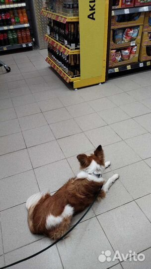 Кинолог. Обучение, воспитание собак