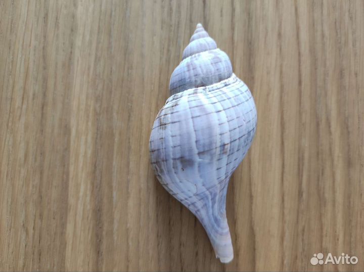 Морские ракушки