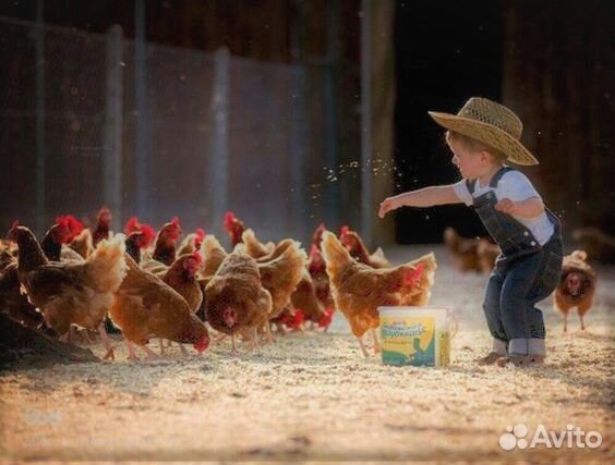 Несушки молодки с доставкой от 15 шт