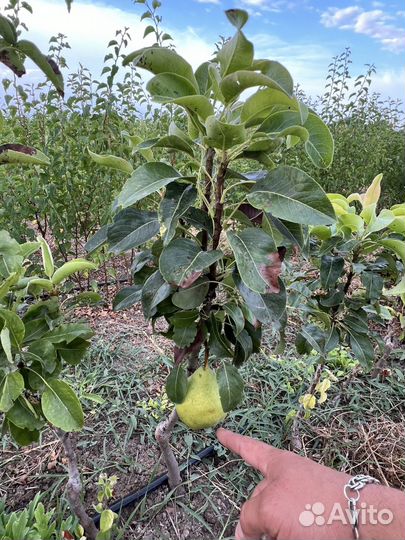 Саженцы Колоновидной Груши