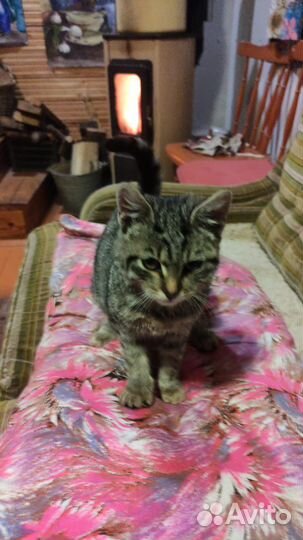 Котенок Мурзилка в добрые руки