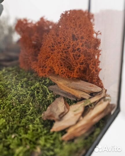 Бонсай в стеклянном флорариуме, высота: 45 см