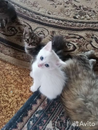 Белые и серые котята в любящую семью