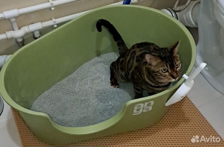 Новый туалет для больших кошек