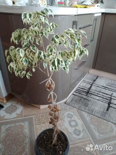 Фикус бенджамина плетеный