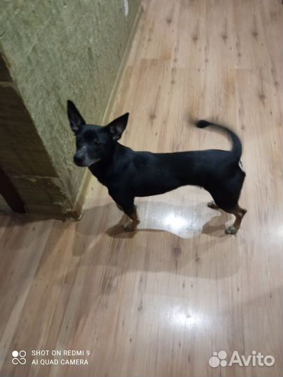 Тверкпинчер