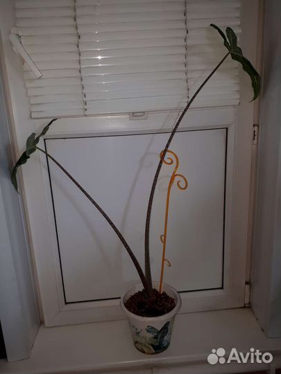 Калатея, алоказии, филодендрон