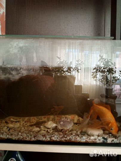 Аквариум с рыбками