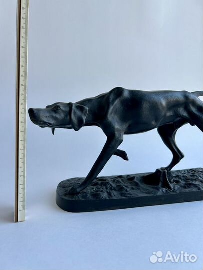 Собака пойнтер куса 1955 год