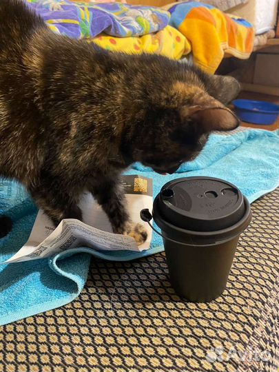 Гера 7 месяцев в добрые руки