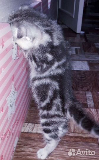 Шотландский вислоухий