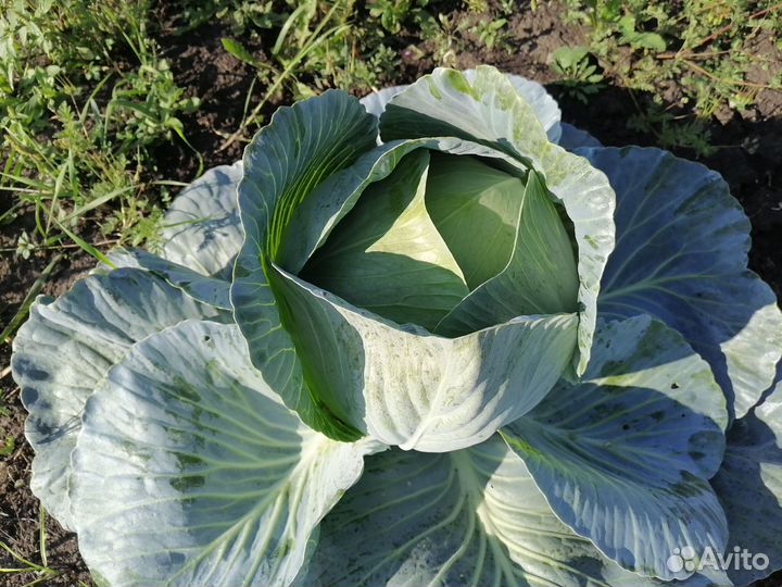 Продаю капусту