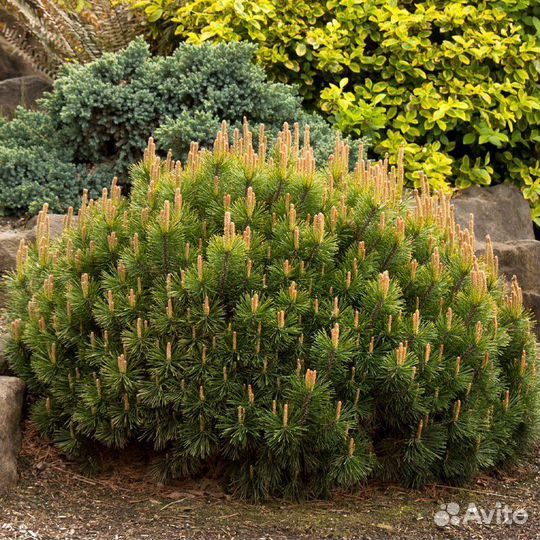 Сосна горная Муго