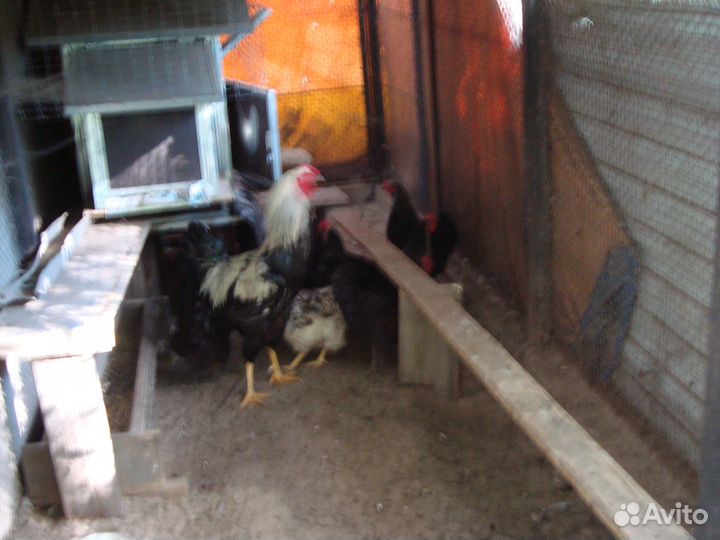 Инкубационное яйцо юрловских голосистых