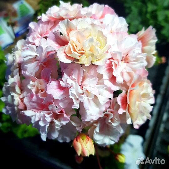 Пеларгония герань сортовая