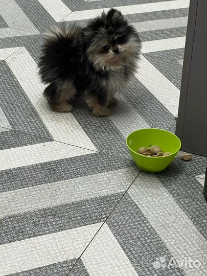 Шпиц супер мини