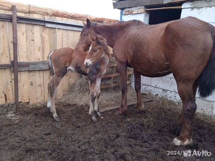 Лошадь с жеребенком
