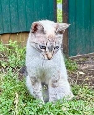 Погибает породистая кошечка