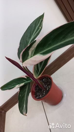 Калатея Триостар (Орнаментальная)