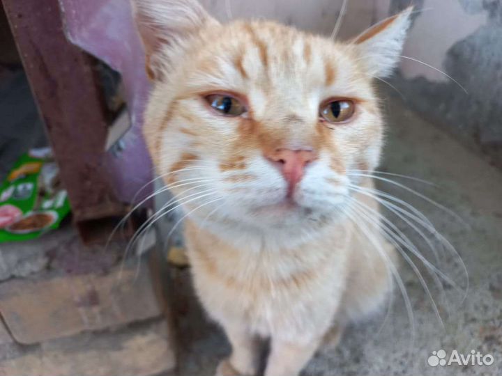 Кот ищет дом