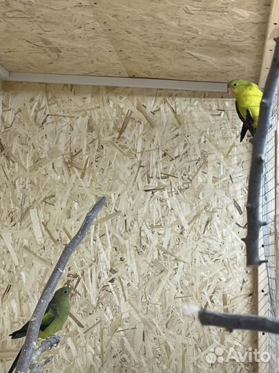 Попугай разных пород