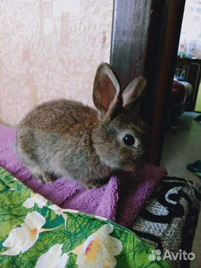 Декоративные кролики