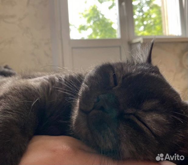 Кошки бесплатно
