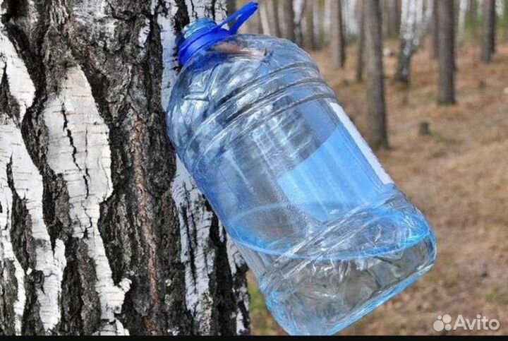 Березовый сок