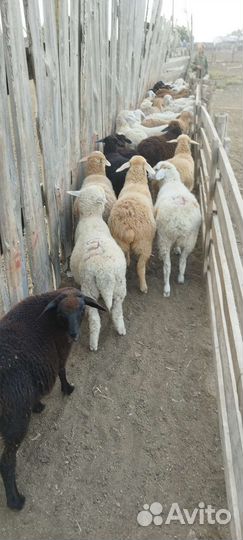 Ягнята помеси