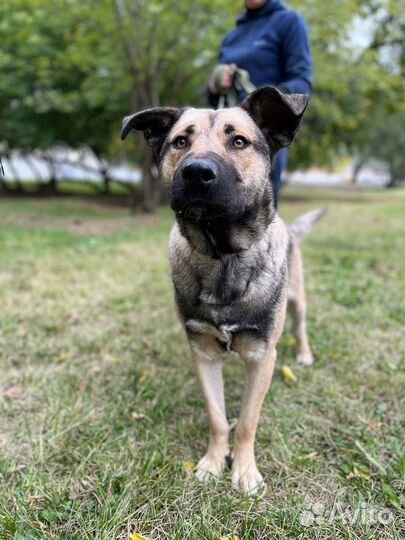 Пёс Кайзер ищет семью