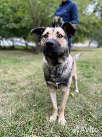 Пёс Кайзер ищет семью