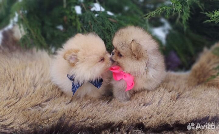 Щеночки Шпица