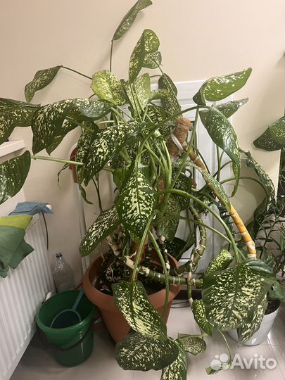 Диффенбахия 5-6 отростков в 1 горшке- до 2 м