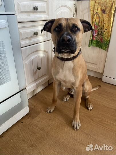 Питбультерьер вязка