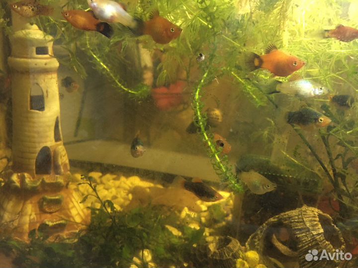 Рыбки пецилии