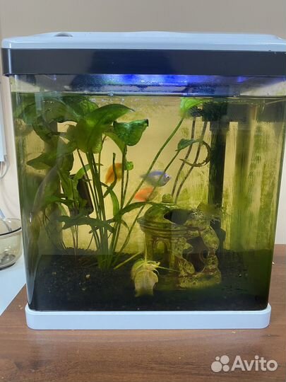 Аквариум с рыбками