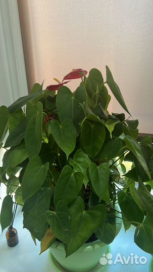 Комнатные цветы