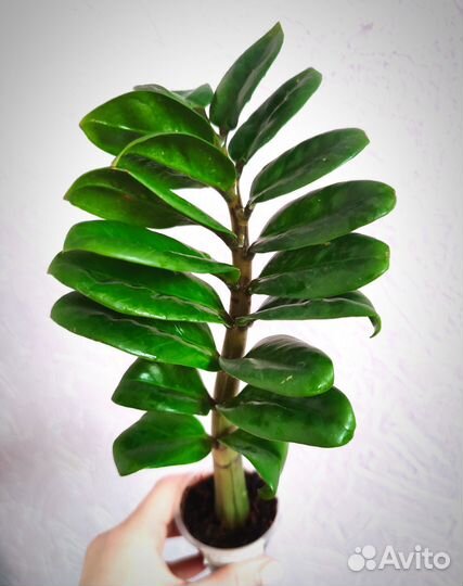 Замиокулькас Зензи