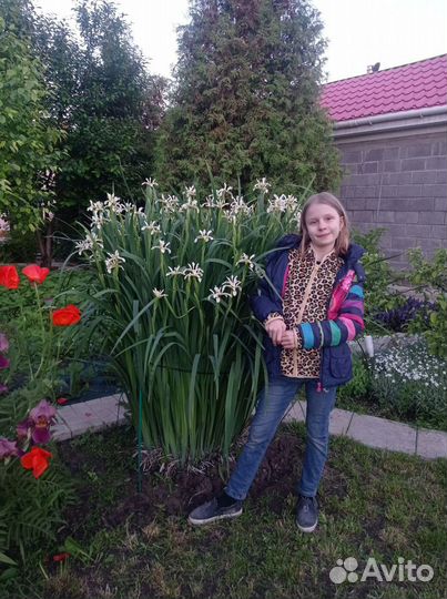 Ирис солелюбивый, Бабочка