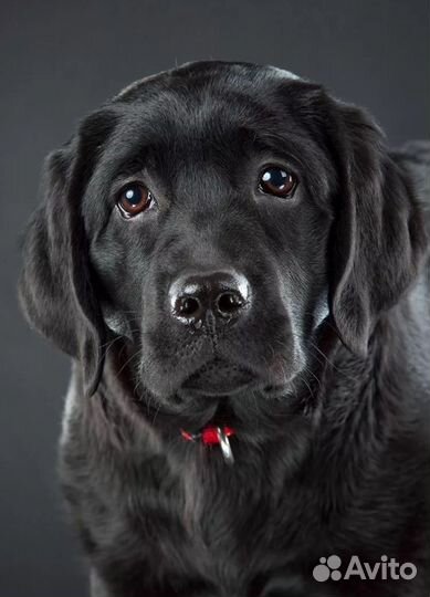 Щенки лабрадора