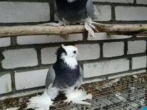 Таджикские голуби