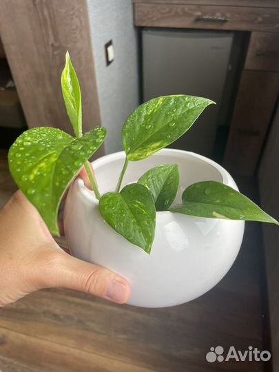 Сциндапсус золотистый