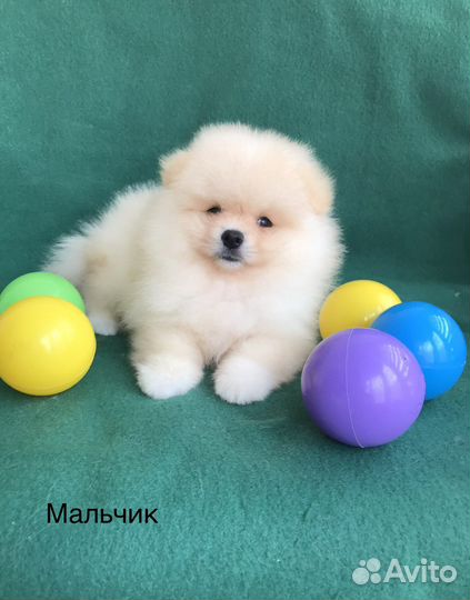 Да чего же хороши наши крохи-малыши