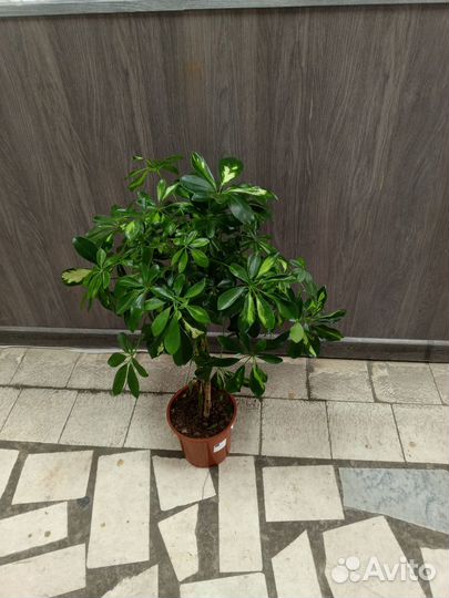 Шеффлера в горшке 17