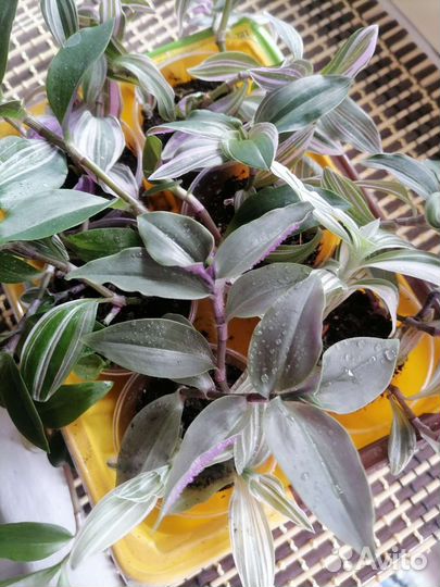 Традесканция